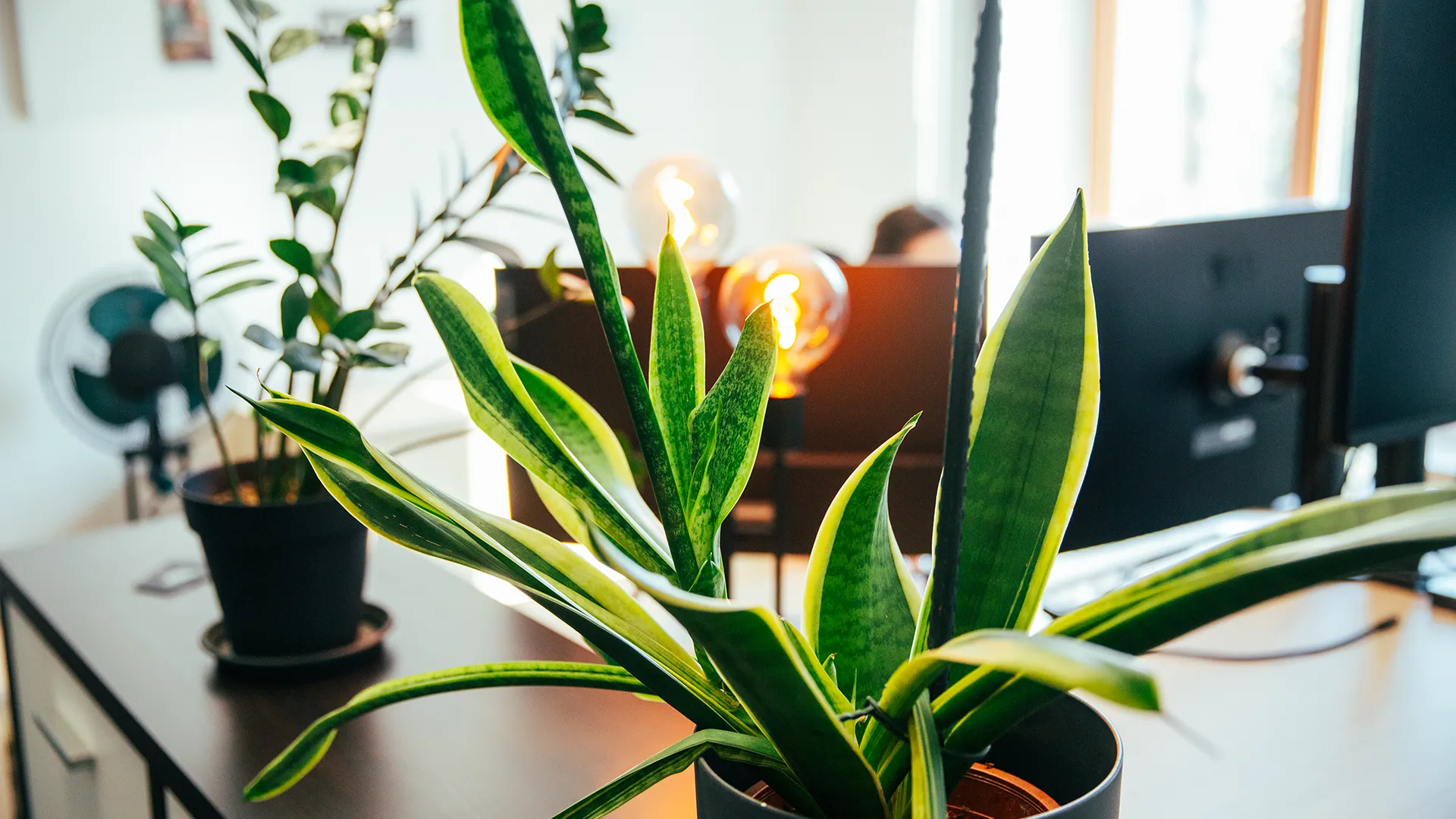 Detailaufnahme von grünen Büropflanzen und leuchtender Lampe im modernen Büro von Trendsetzer.